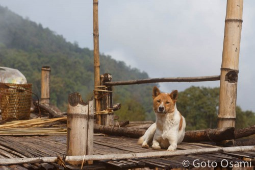 ナガの犬は柴犬みたいでかわいい